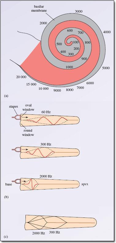 basilaris hosszában elhelyezkedő egyes szőrsejtek ingerülete más és más frekvenciájú hangrezgést jelez a KIR számára.