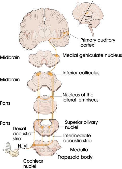 I. Akusztikai alapfogalmak II. A fül: külső fül, középfül, belső fül III. Cochlea (csiga) IV. Corti-féle szerv V. Hangingerek központi idegrendszeri feldolgozása - Hallópálya VI.