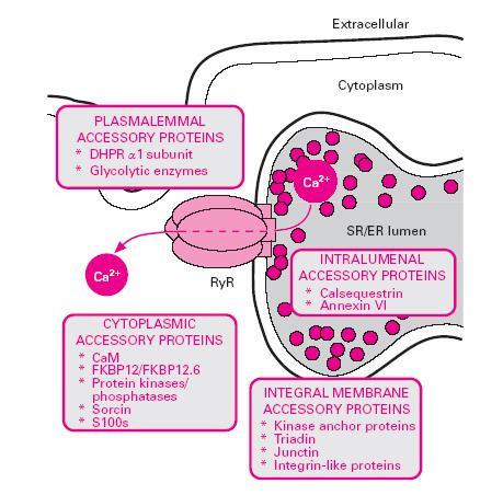 II. Irodalmi áttekintés junctophilin), a cytoplasma (pl. FKBP12, sorcin, calmodulin), vagy a sarcolemma (pl. DHPR α1-alegysége) irányából kerülnek kapcsolatba a RyR-ral.