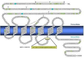 2. ábra: A PAC1 receptor szerkezete (Arimura, 1998) A PACAP élettani hatásai A PACAP számos élettani hatással rendelkezik a szervezetben.