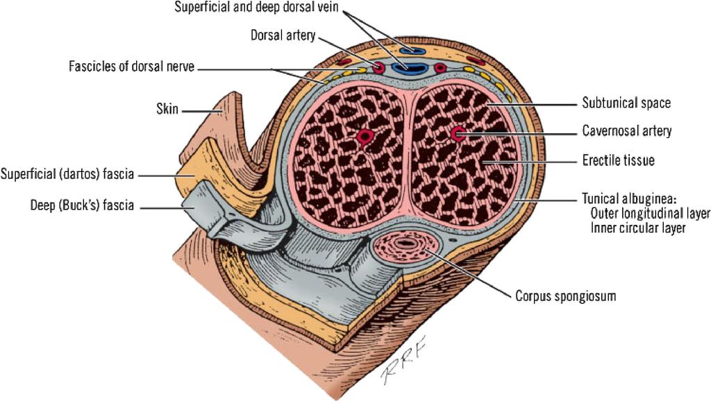 Penis szerkezete Bőr, felületes letes fascia,, mély m fascia, tunica albuginea (corpus cavernosum, corpus spongiosum), septum penis.