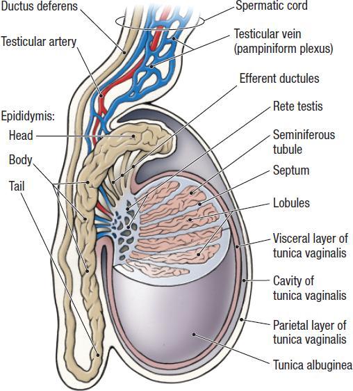 Here, mellékhere, ductus deferens TESTIS 1. Tunica albuginea 2. Mediastinum testis 3. Septula testis 4. Lobuli testis EPIDIDYMIS 1. Caput epididymidis 2.