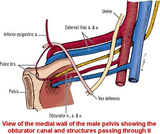 Ductus deferens szakaszai és kereszteződései sei Ductus deferens a ductus epididymidis folytatása.