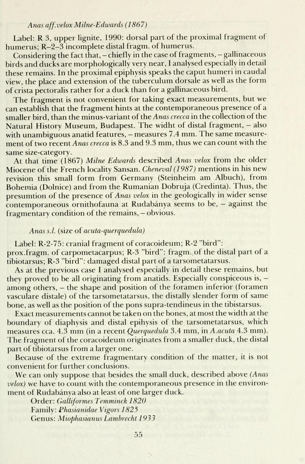 Anas aff.velox Milne-Edwards (1867) Label: R 3, upper lignité, 1990: dorsal part of the proximal fragment of numerus; R-2 3 incomplete distal fragm. of humerus.