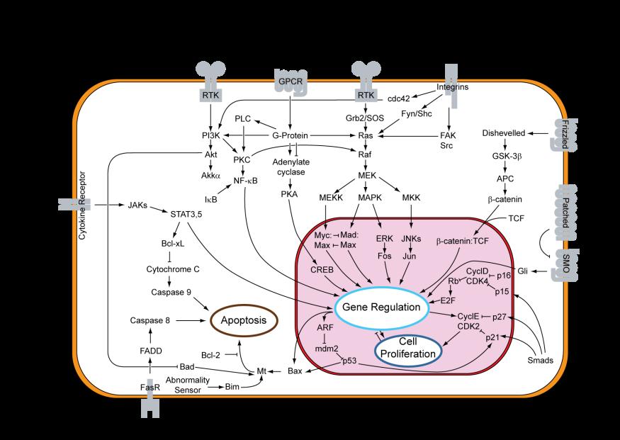 Biologists love these kind of diagrams, even though they only show a fraction of all the complicated interactions that take place.