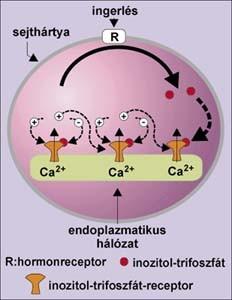 Ca2+ hatására az IP3 receptor ioncsatornává alakul, a Ca2+ a plazmába áramlik.