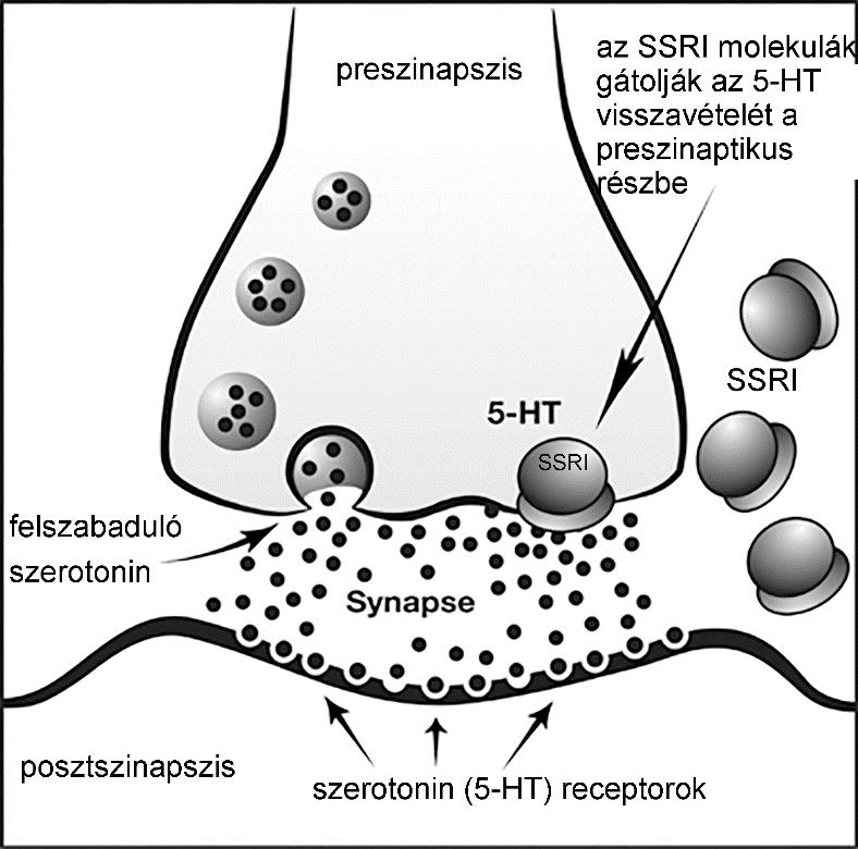 Depresszió Biológiai alapok: monoamin hipotézis monoaminerg rendszerek alulműködése, alacsony monoamin szintek (dopamin, noradrenalin, szerotonin) gyógyszeres kezelés: SSRI-k (selective serotonin