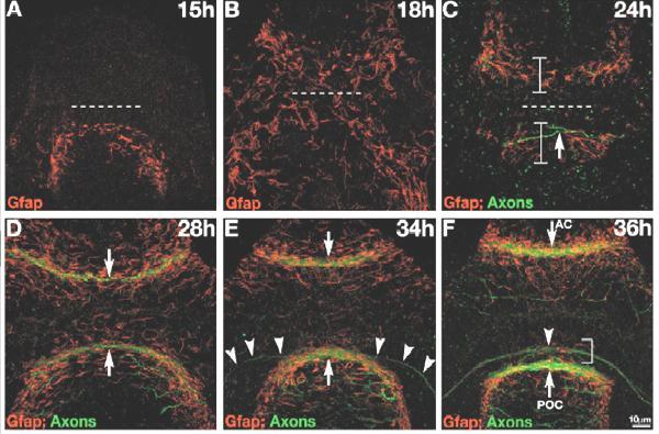 Glia-hidak kialakulnak a középvonalat átlépő axonok megjelenése előtt.