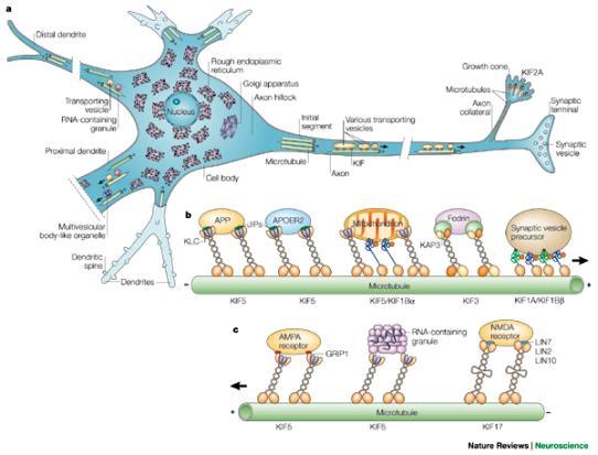 Információ-továbbításra szakosodott sejt - sejt-polaritás (dendrit; axon) - távoli cél- és onformáló sejteket elérő hosszú nyúlváyok citoplazma 90%-a a nyúlványokban lehet hatalmas (megújuló)