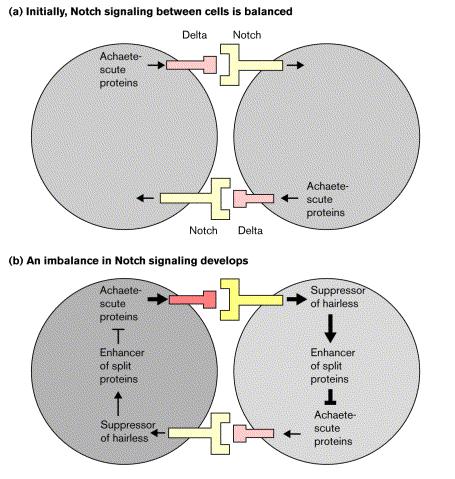 Notch/Delta rendszer differenciálódó sejt differenciálatlan sejt DSL