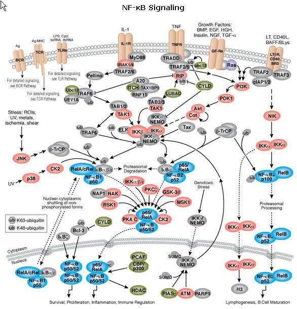 Az NF-kappaB jelátvitel az immunrendszer egyik fő szignalizációs útvonala (szemléltetés) PTH: