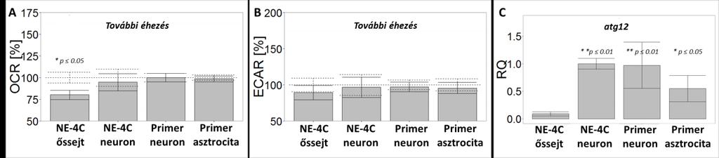 14. ábra: További éhezés hatása (A) Oxigénfogyasztás változás és a (B) külső környezet savasodása a tenyészetekben az alap éhezéshez (100%) képest, átlag±sem (n 23) (C) autofágiához kapcsolódó 12.