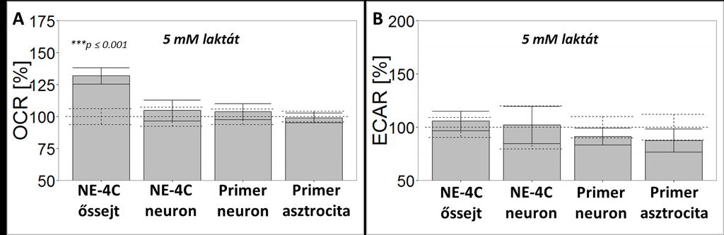 Következő lépésként a glikolízis végtermékeinek (laktát, piruvát) hatását vizsgáltuk az oxigénfogyasztás alakulására (18/A-B. és 19/A-B. ábra).