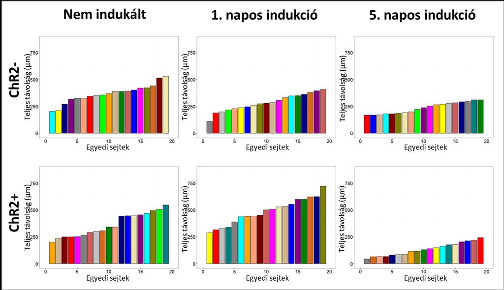 23. ábra: A 12 óra alatt megtett távolság szerint sorba rendezett sejt elmozdulások oszlopdiagramja egy reprezentatív kísérlet sorozatból Az egyes kísérlet sorozatok (n=20 minden sejtféleségből)