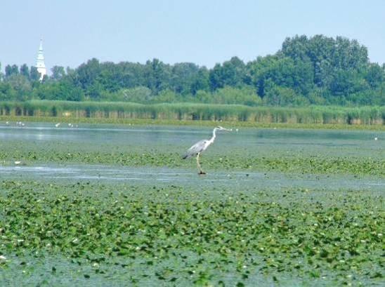 118 A Tisza-tó területe mind fészkelő, mind vonuló és pihenő helyként fontos szerepet tölt be a hazai vizes élőhelyek között.