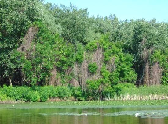 Jelölő élőhelyek: természetes eutróf tavak 45%; enyves éger-magas kőris ligeterdők 1%; keményfás ligeterdők nagy folyók