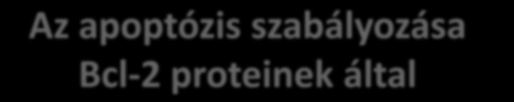 belső útvonal ANTI-APOPTOTIKUS Aktív Bcl-2 és