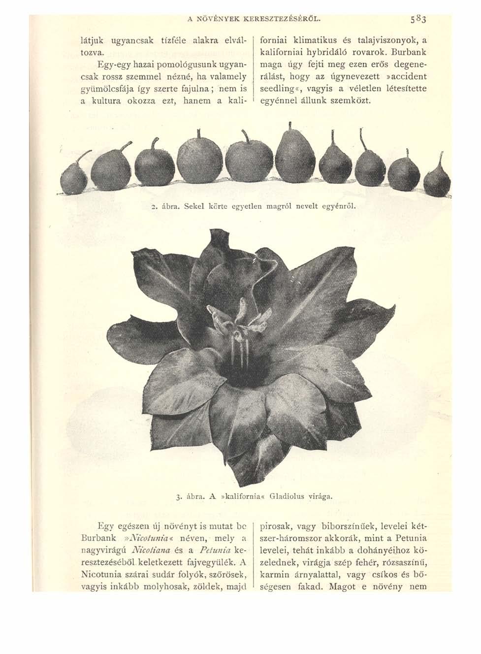 A NÖVÉNYEK KERESZTEZÉSÉRŐL. 5 8 3 látjuk ugyancsak tízféle alakra elváltozva. kaliforniai hybridáló rovarok.