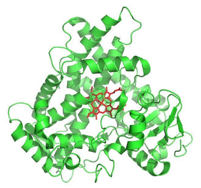 2. ábra: A CYP2C9 szerkezete a katalízisben kulcsfontosságú szerepet játszó hem prosztetikus csoporttal Az ábra PyMol programmal készült: PDB kód: 1OG5 (Williams és mtsai.