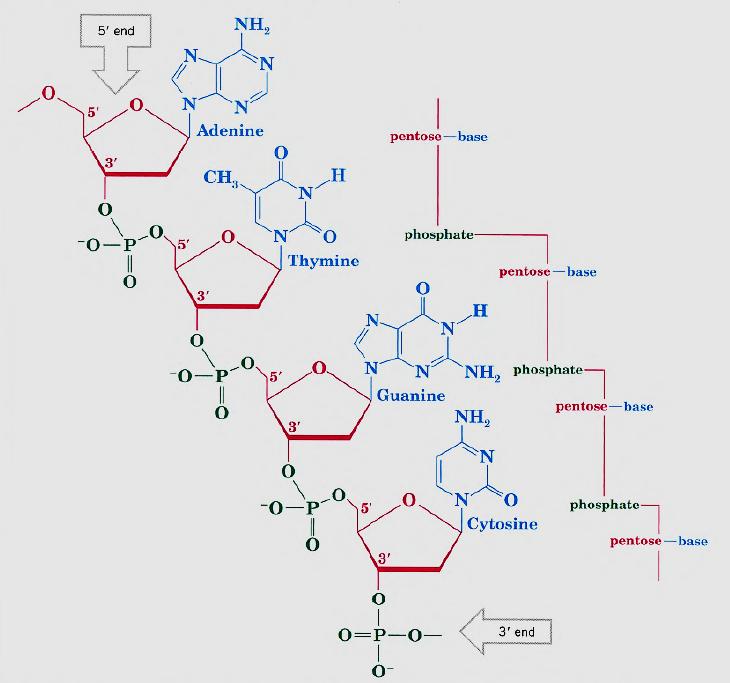 A segment of one DA chain showing how phosphate ester groups link the 3'- and 5'- groups of deoxyribose units.