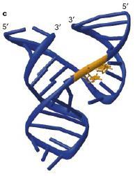 RNS világ rá utaló jelek 1 Természetes RNS