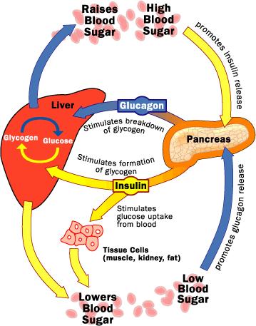 Glukagon hatásai Célszerv: MÁJ glikogenolízis glukoneogenezis zsírmobilizálás (ketogenezis) Glukóz-6-P szint emelkedik Glukóz kiáramlás a vérbe A