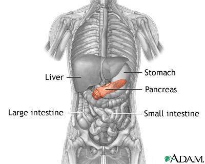 májsejtek, placenta GLUT-4: zsírsejtek, izom INZULIN-függő Hasnyálmirigy hormontermelése