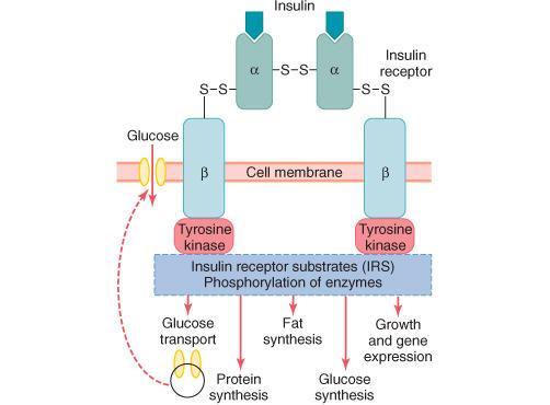 1 SUR: szulfonilurea receptor 5 2 3 4 Inzulinelválasztás glukózküszöbe: 4,6 mmol/l Kétszakaszos inzulin elválasztás! 1.