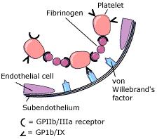 Primer trombus adhézió (trombocyta kitapad a subendotheliumhoz): GPIb-vWF