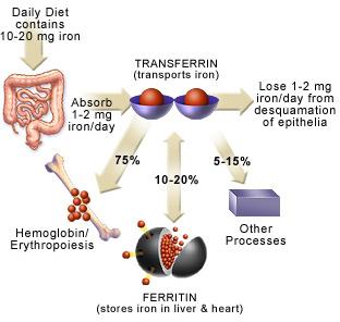A szervezet vasforgalma -vasszükséglet: férfiaknak 1-2 mg, nőknek 2-3 mg (menstruációs