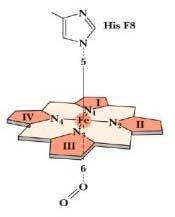 hemoglobin - globin protein (4 alegység) Hemoglobin felnőtt forma: 2α és 2β lánc fötális: 2α és 2γ