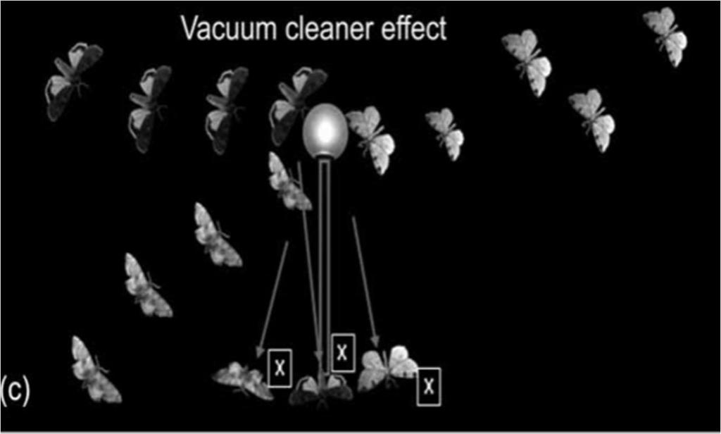 A harmadik esetben pedig a rovarokat szinte elszívja a fény az élőhelyükről, ezáltal csökkentve a helyi populáció nagyságát. Ez a jelenség a vacuum cleaner effect, magyarul porszívó hatás (2.4.