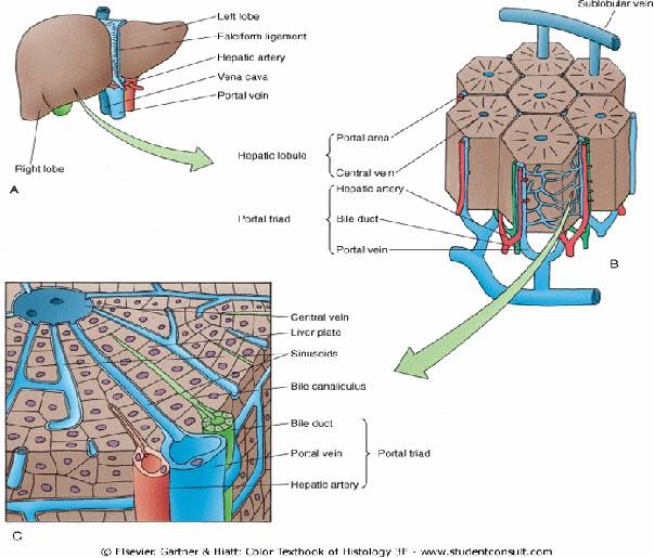 Máj szövettana Lobus sinister Ligamentum falciforme hepatis Arteria hepatica propria Vena cava inferior Vena portae portális triász