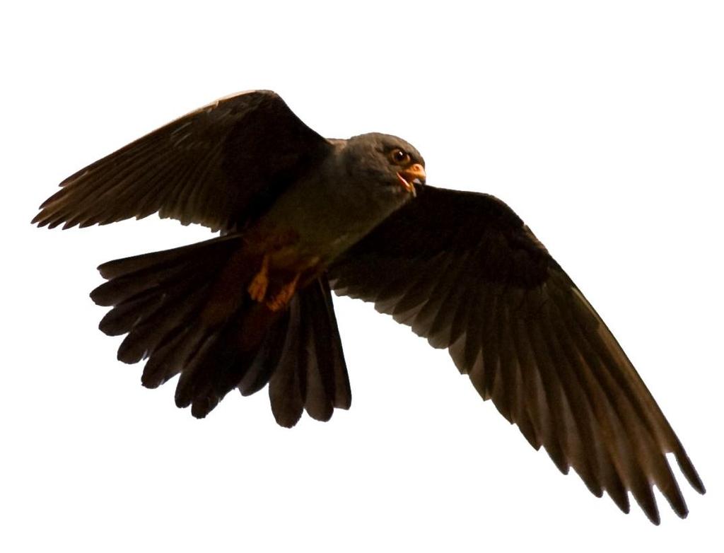 Vizsgálatok célja Odúban fészkelő madarakhoz kötődő kétszárnyú-együttesek kvalitatív és kvantitatív vizsgálata