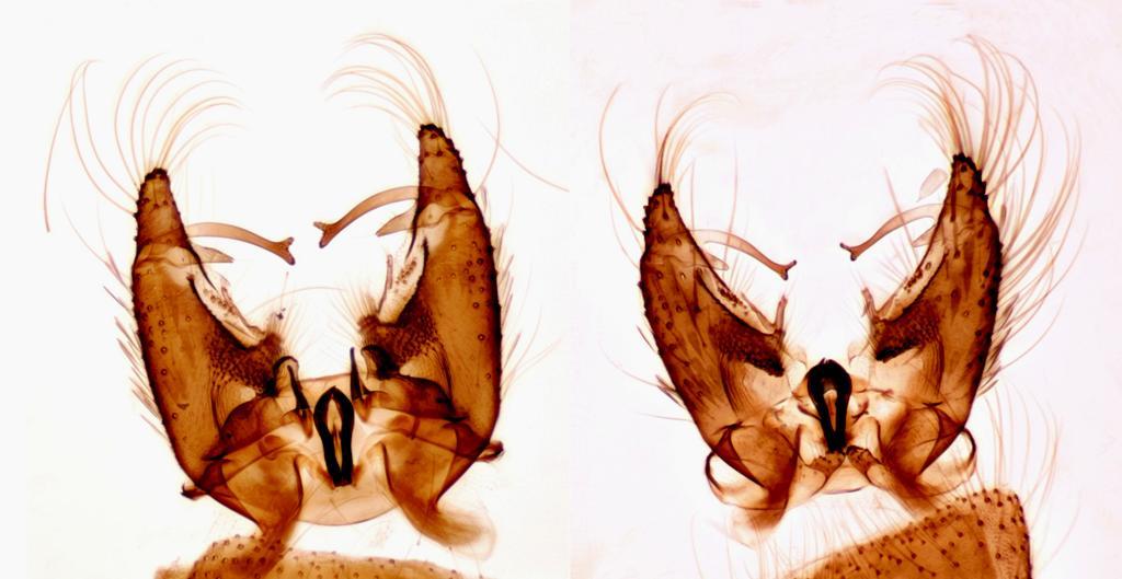 Aedes cinereus Meigen, 1818 Aedes geminus