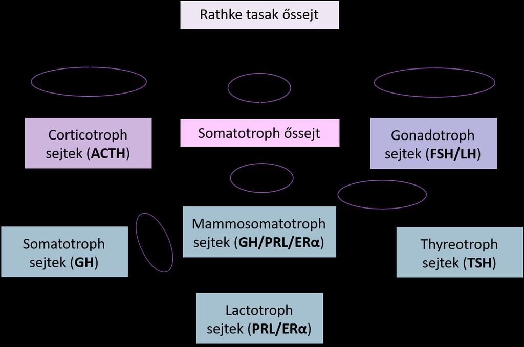 Somatotroph adenoma ~ 10-15% Hisztológia PIT-1 Sűrűn granulált /eosinophil/ - Gyakori - Jobb válasz SSA Gyéren granulált /chromophob/ - Ritka - Agresszív Kevert GH/PRL termelő