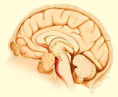 Hypophysis adenoma Az intracraniális neoplasiák 10-15%-a Primer KIR tumorok ~7% Gyermekkorban ritka ~ 2% PRL v.