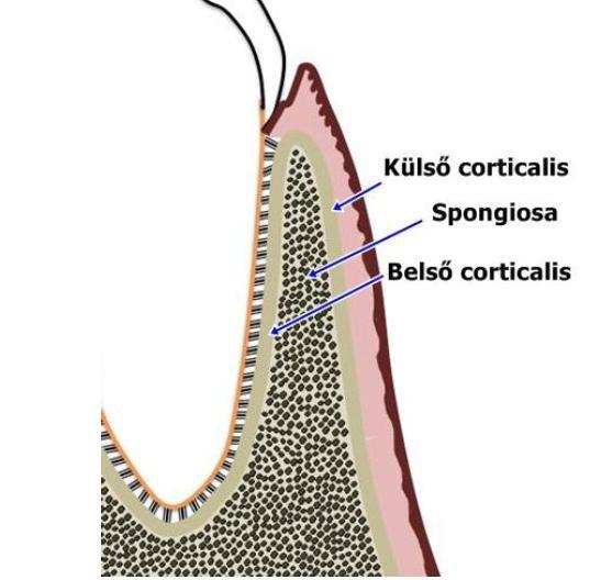 posterior maxilla 150-350 HU 2017.