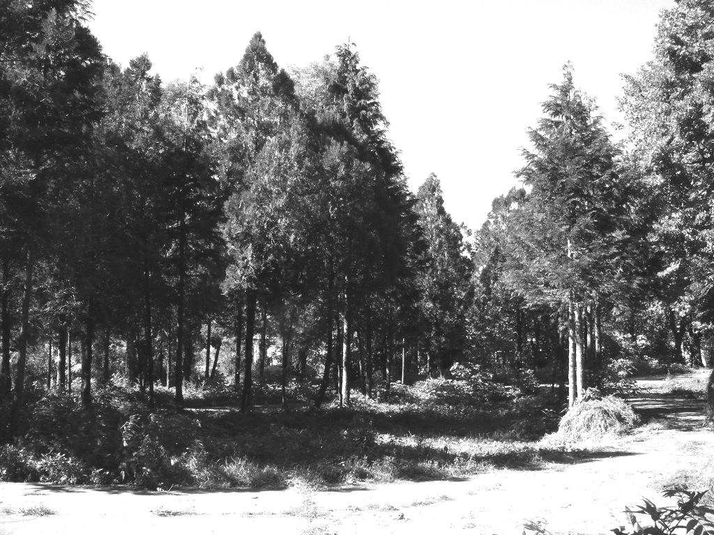 dreapta. (foto: 2006) Fig. 20. Sânmiclăuş. Castelul Bethlen.