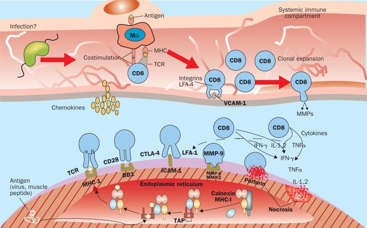 PM: CD8+