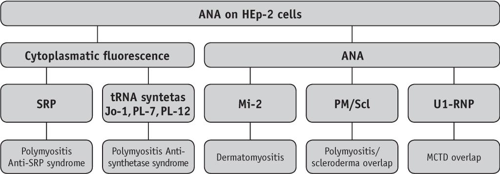 PM/DM: autoantitestek Myositis-specifikus autoantitestek: -trna synthetases: anti-jo-1 -nuclear Mi-2 protein