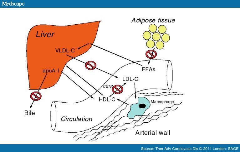 Niacin Activates lipoprotein lipase (hydrolyzes triglycerides in lipoproteins