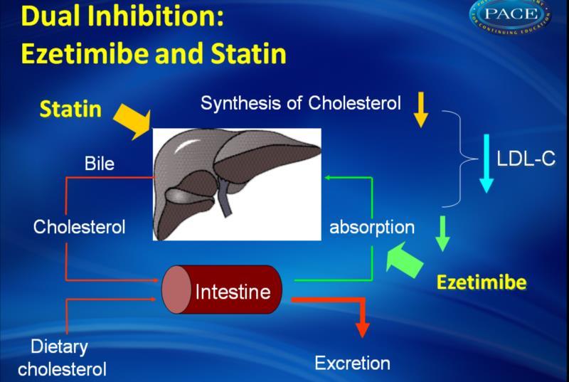 Ezetimibe a drug decreasing cholesterol absorption http://www.pace-cme.
