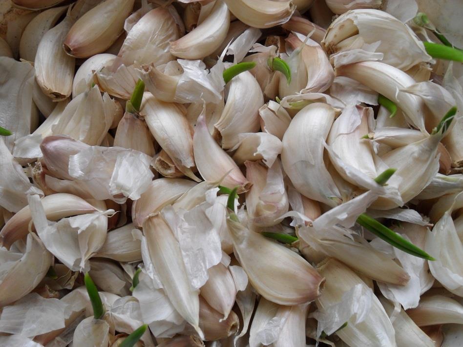 Garlic One of the most popular spice Sulfur containing compounds (alliin allicin ) May interact with the thiol groups of HMG-CoA