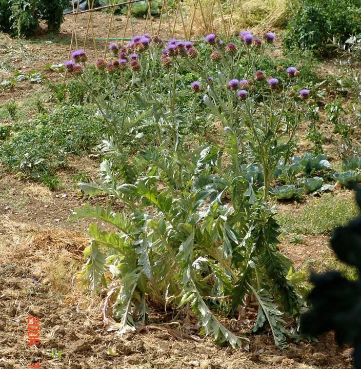 Cynara
