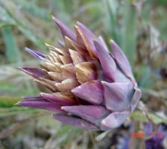 artichoke