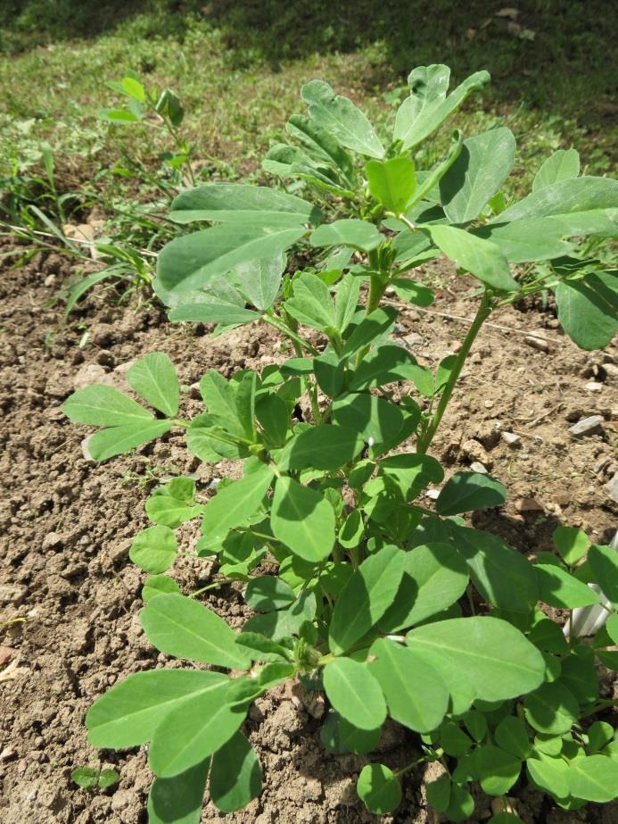 Fenugreek Trigonella foenum-graecum L.
