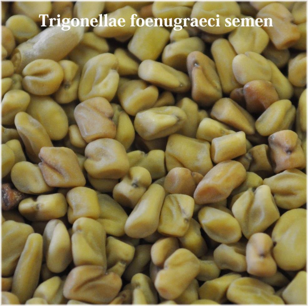 Fenugreek AC: fibers + saponins inhibit the adsorption of the cholesterol and the bile acids Husk: bitter substances increased