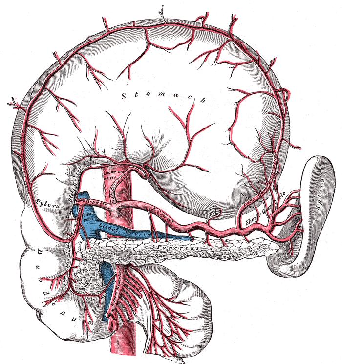 Angiográfia selectiv arterialis stimulaciós teszt Art. mesenterica sup.