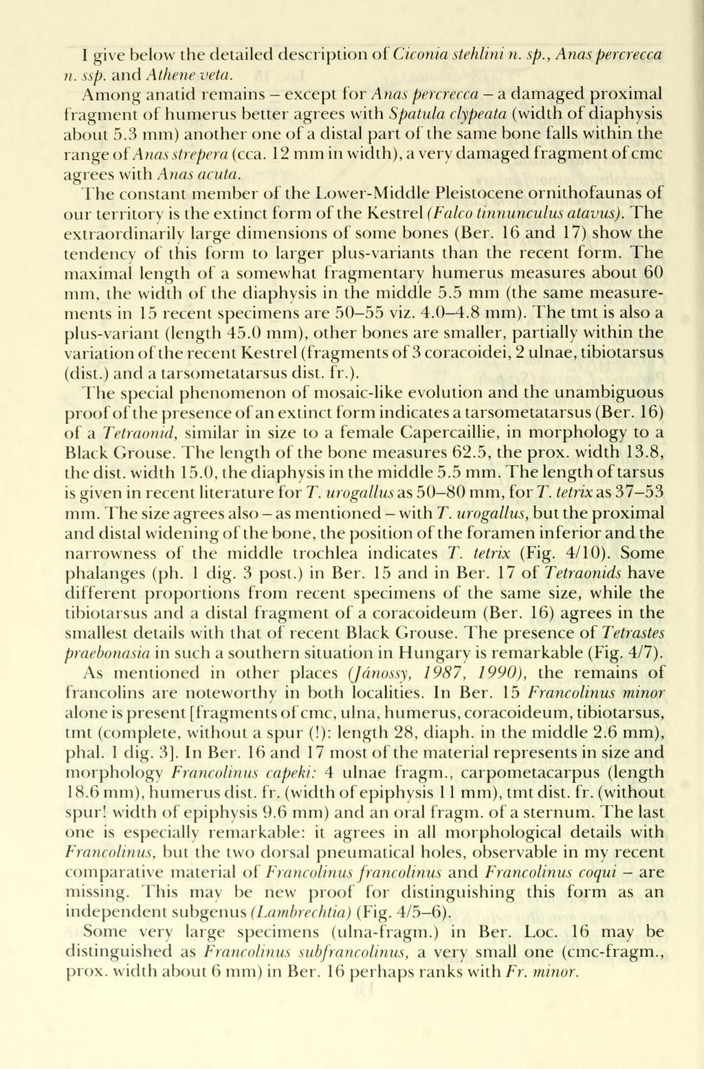 I give below the detailed description of Ciconia stehlini n. sp., Anas percrecca n. ssp. and Athene veta.